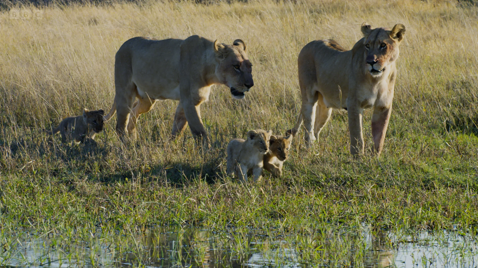 Lion (Panthera leo melanochaita) as shown in Planet Earth II - Grasslands
